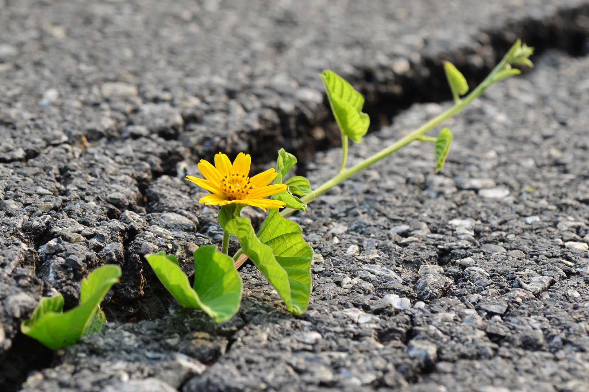 Ein Bild für Hoffnung: eine gelbe Blume wächst aus dem Asphalt